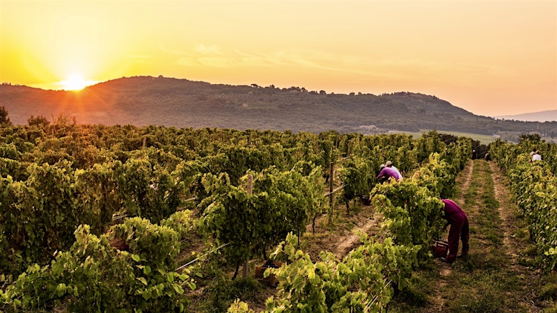 Alphabetical Guide to Brunello di Montalcino