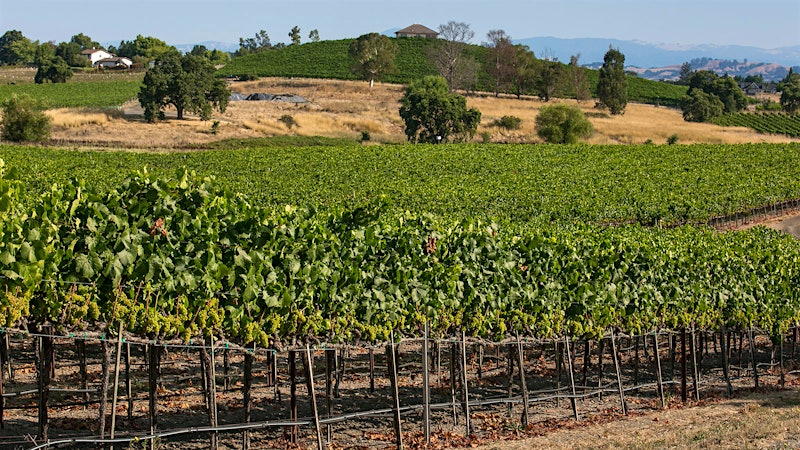 Duckhorn to Buy Sonoma-Cutrer for $400 Million