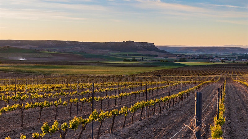 9 Amazing Ribera del Dueros Up to 92 Points